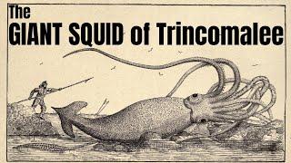 The Giant Squid of Trincomalee  A Short Documentary