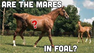 MARE PREGNANCY UPDATES  Highs and Lows of Breeding Horses