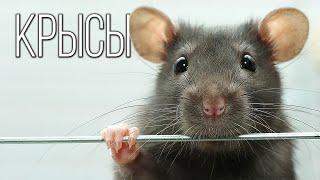 Rats The most tenacious human companions  Interesting facts about rats