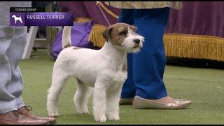 Russell Terriers  Breed Judging 2023