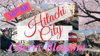 Cherry Blossom Hitachi City  and Ramen