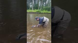 Wild steelhead released in Alaska