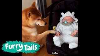 Dogs and Babies   @FurryTails