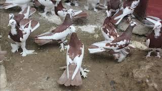 Baki Goyercinleri Бакинские Голуби Baku Pigeons Ruslan_Şahin 2019