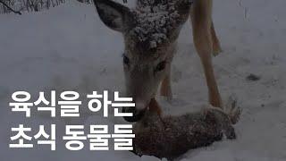 초식 동물이 근육을 유지하는 방법