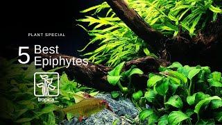 Top 5 Best Aquarium Plants to Attach to WoodRock