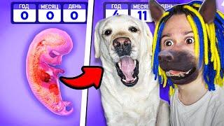 ЭТОТ СИМУЛЯТОР СОБАКИ СЛИШКОМ РЕАЛИСТИЧНЫЙ Dog Life Simulator