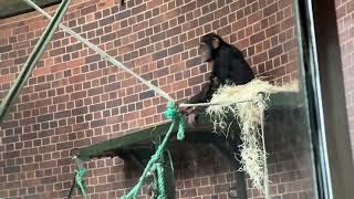 Chester Zoo Baby Chimpanzees Climbing and Playing
