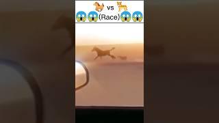 cheetah vs horse race #shorts #short #shortfeed #shortvedio #animals #cheetah #horse #youtubeshorts