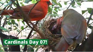 Backyard Cardinal Bird Nest - Day 7 of 12 - Mom & Dad feed 3 big baby birds