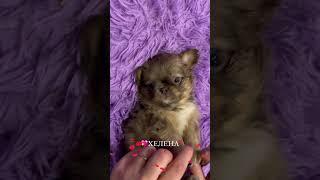 Чихуахуа длинношерстная #купитьщенка #щенок #chihuahua #чихуахуа #щенкичихуахуа #чихуахуамосква