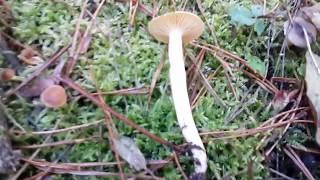 Грибы ноября Гигрофор поздний Hygrophorus hypothejus