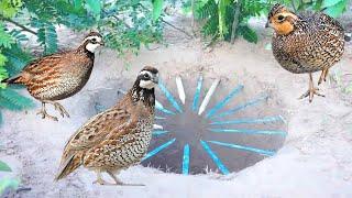 Build unique underground quail bird trap make from bamboo & deep hole