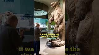 The Giant Short-Faced Bear #joerogan #shorts #bear #history #nature #animals