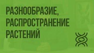 Разнообразие распространение значение растений. Видеоурок по биологии 5 класс