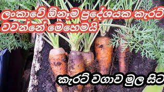 කැරට් වගාව  Carrot cultivation  ගෙවතු වගාව  gevathu vagava  වගාව #homegarden #agriculture