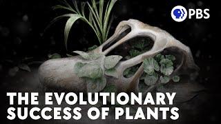How Some Plants Survived The K-Pg Extinction