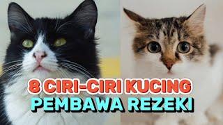 8 CIRI-CIRI PERILAKU KUCING PEMBAWA REZEKI DAN KEBERUNTUNGAN