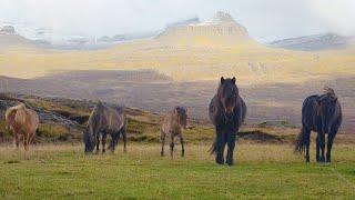 1 HOUR of PEACEFUL HORSES for Healing and Strength