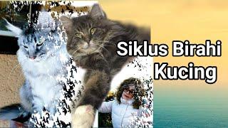 Siklus Birahi Kucing