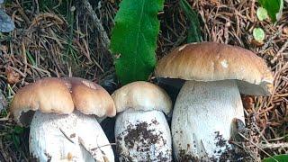 RACCOLTA FUNGHI PORCINI 2023  BOLETUS