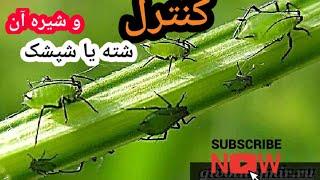 روش کنترل شته و عسل شته ها  چرا شته ها مضرترین آفت است؟ عسل شپشک ها چگونه کنترل میشود؟