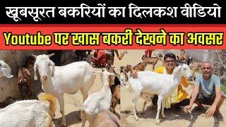 खुबसूरत Bakriyon का दिलकश वीडियो ।। The Most Beautiful Goats in the world YouTube Video