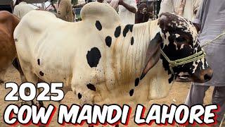 Cow Mandi Lahore  kheere Bachre 2025  sahiwal cholisthani bachre  Shapur kanjra Mandi Lahore