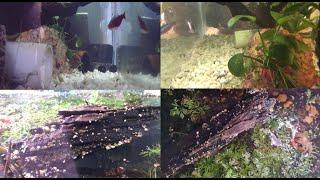 Aquarium and Red Clawed Crab Tank Live Feed