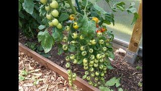 Tomaten richtig schneiden Tomatenblätter entfernen Wie und warum seht Ihr hier