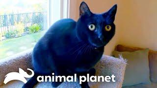 Terrifying Black Cat vs Jackson Galaxy  My Cat From Hell  Animal Planet