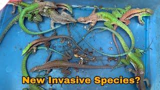 New invasive lizards Populate Florida’s ecosystems What are they??