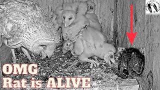 CRAZY Wild Barn Owl Brings Home Live Rat- You Wont Believe What Happens. Viewer Discretion Advised