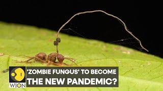 Zombie Fungus Fungal pandemic can turn humans into zombies?  World News  WION