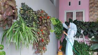 Tanaman hias di halaman depan rumah singgah  minim perawatan tapi subur makmur