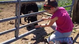 Wynford Farm Kingswells Aberdeen Scotland Feeding Goats