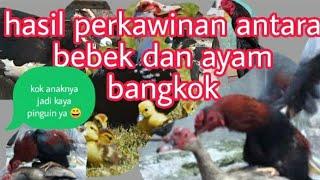 viral hasil perkawinan bebek dan ayam bangkok.anaknya  jadi seperti pinguin 