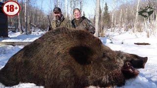 Охота на кабана CАМЫЕ БОЛЬШИЕ ДИКИЕ КАБАНЫ. ТОP-15 ОГРОМНЫХ ТРОФЕЕВ. Wild boar hunting