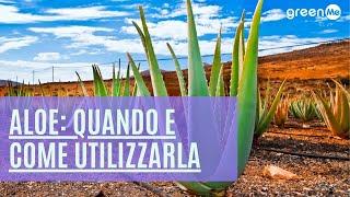 Aloe benefici controindicazioni quando e come utilizzarla