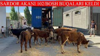 SARDOR AKANI 102BOSH BUQALARI KELDI NARXLARNI SHUNAQANGI ARZONLATIB YUBORDI ESHTIB XAYRON QOLASIZ