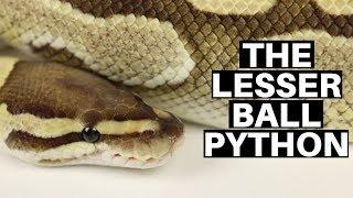 Morph Guide #5 The Lesser Ball Python - Benjamins Exotics