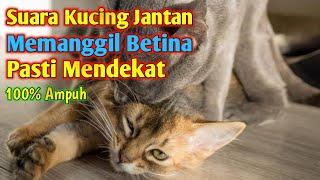 Suara Kucing Jantan Birahi _ Suara Kucing Jantan Memanggil Betina