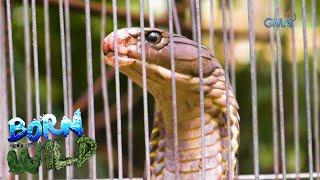 Born to be Wild Batangas residents capture a 112-inch King Cobra