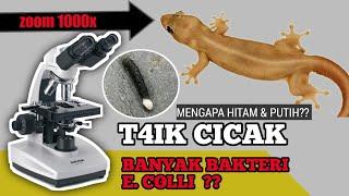 ZOOM 1000X‼️KOTORAN CICAK DENGAN MIKROSKOP