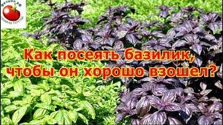 Как посеять базилик чтобы он хорошо взошел?