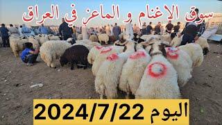 #سوق_مواشي العراق اليوم سوق محافظة ديالى المركزي في بعقوبة حلقة الاغنام و الماعز