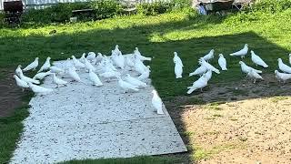 В гостях у Вячеслава Бакинские Старопородные голуби ️ #pigeonsflying #animal #pigeon #birds