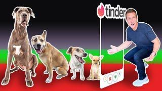 Tinder in Real Life..but for DOGS