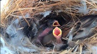 Eurasian tree sparrow Birds Feed the baby in the nest well  Review Bird Nest 