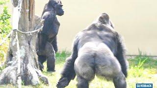Gorilla Dad Wont Give Up On His Teenage Son  The Shabani Group